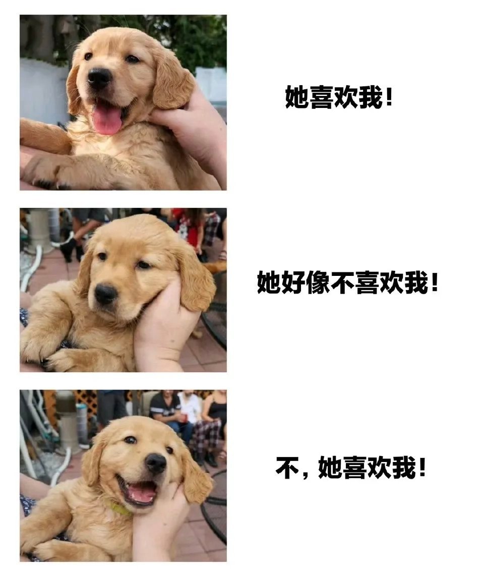 谁不喜欢小金毛​​​