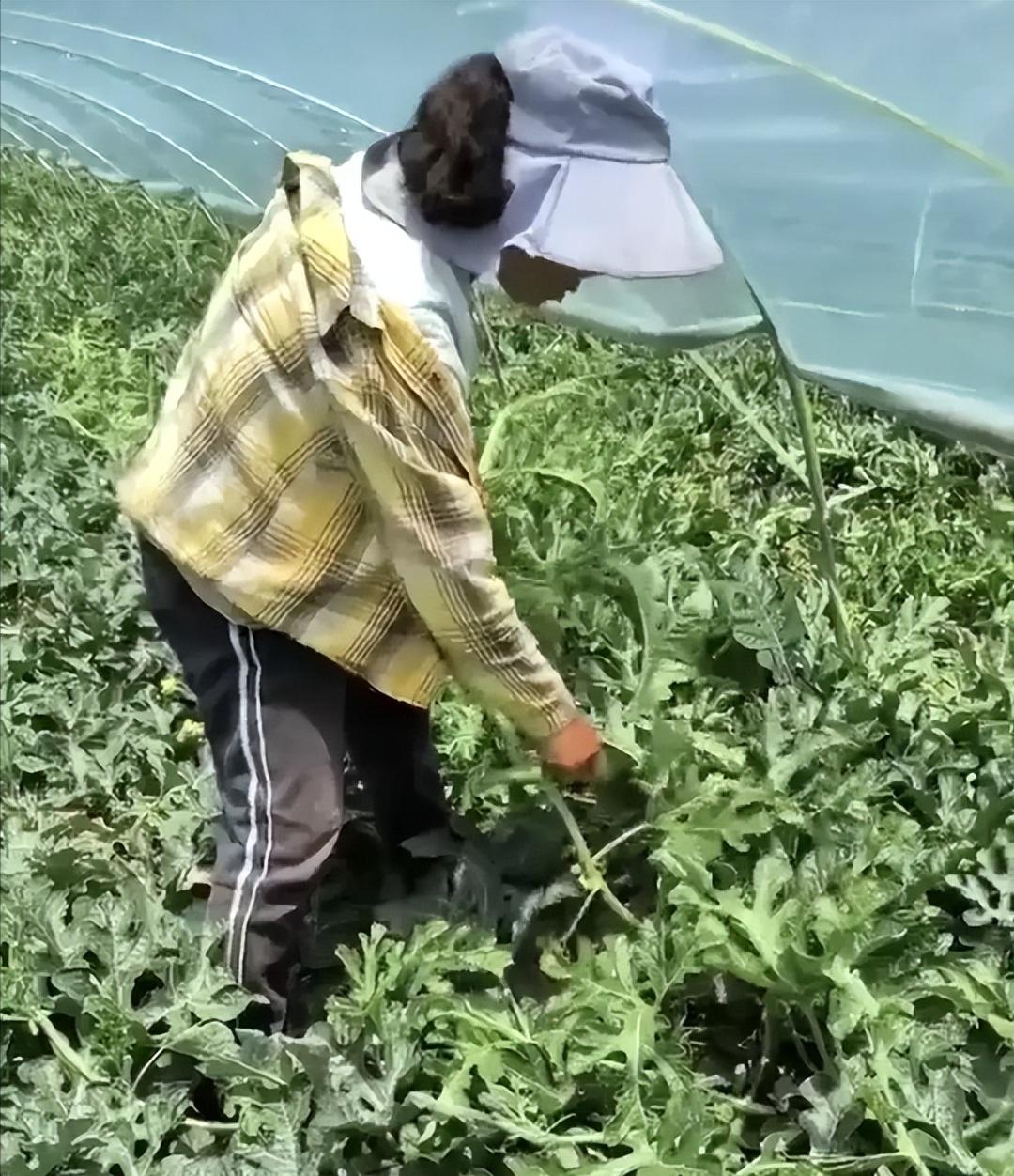周扒皮再现！陕西澄城县，四个河北农妇，跨省给一名男子种瓜打短工。活干了44天，两
