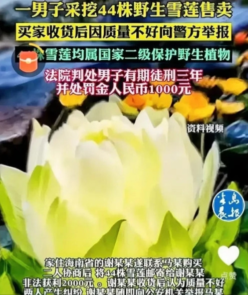 “长记性了！”新疆，一男子上山采蘑菇，意外发现一片野生雪莲，他一口气把44株全给