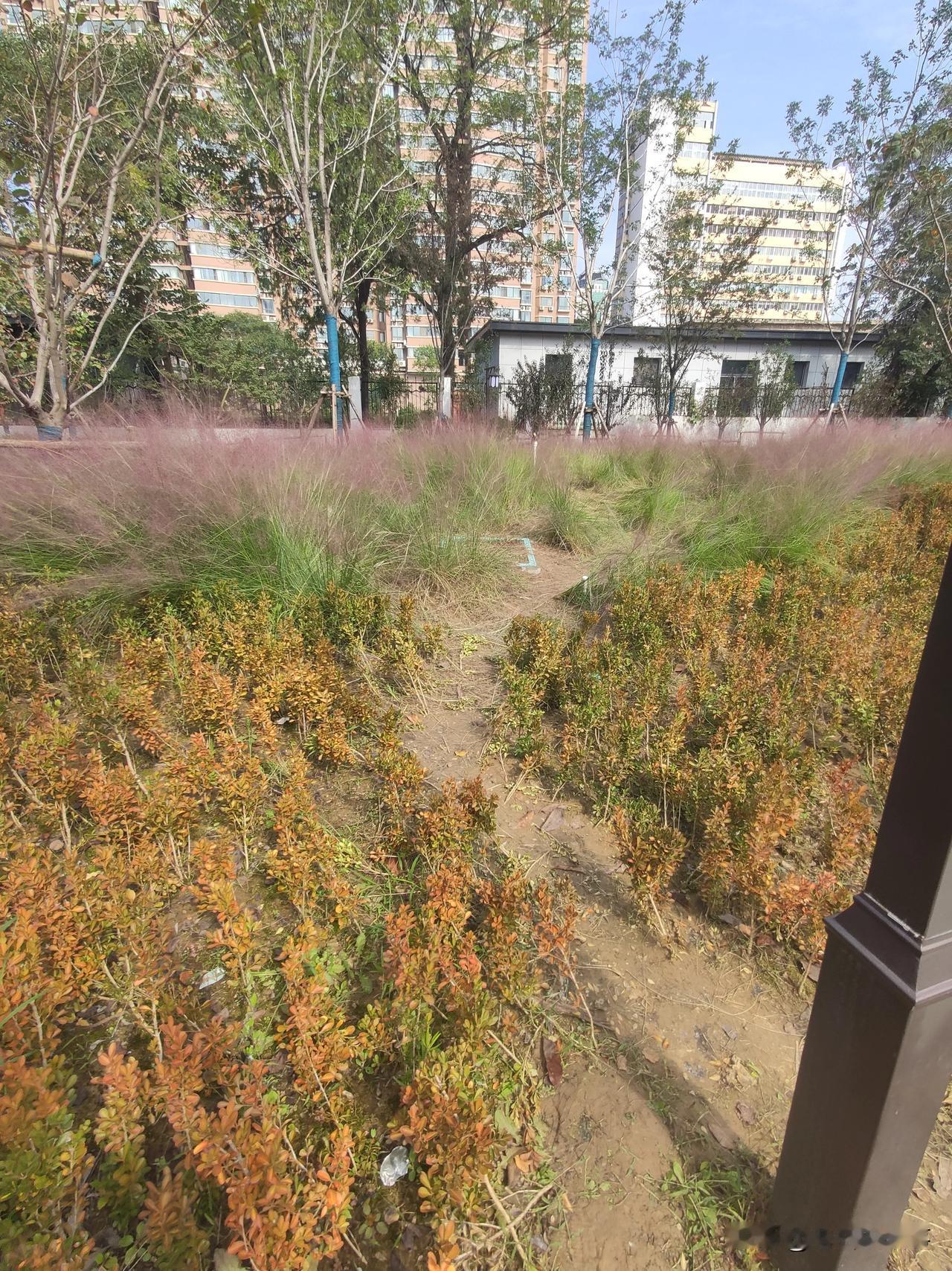 郑州市人民公园不文明行为随手拍:时下正是秋高气爽，万物结果的季节，在郑州市人民公
