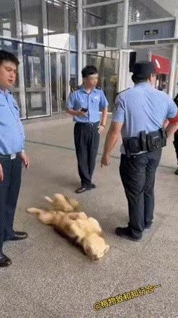“这就是高情商的好处！”误入三亚高铁站的狗，面对警察叔叔，狗狗竟然直接躺到地上，