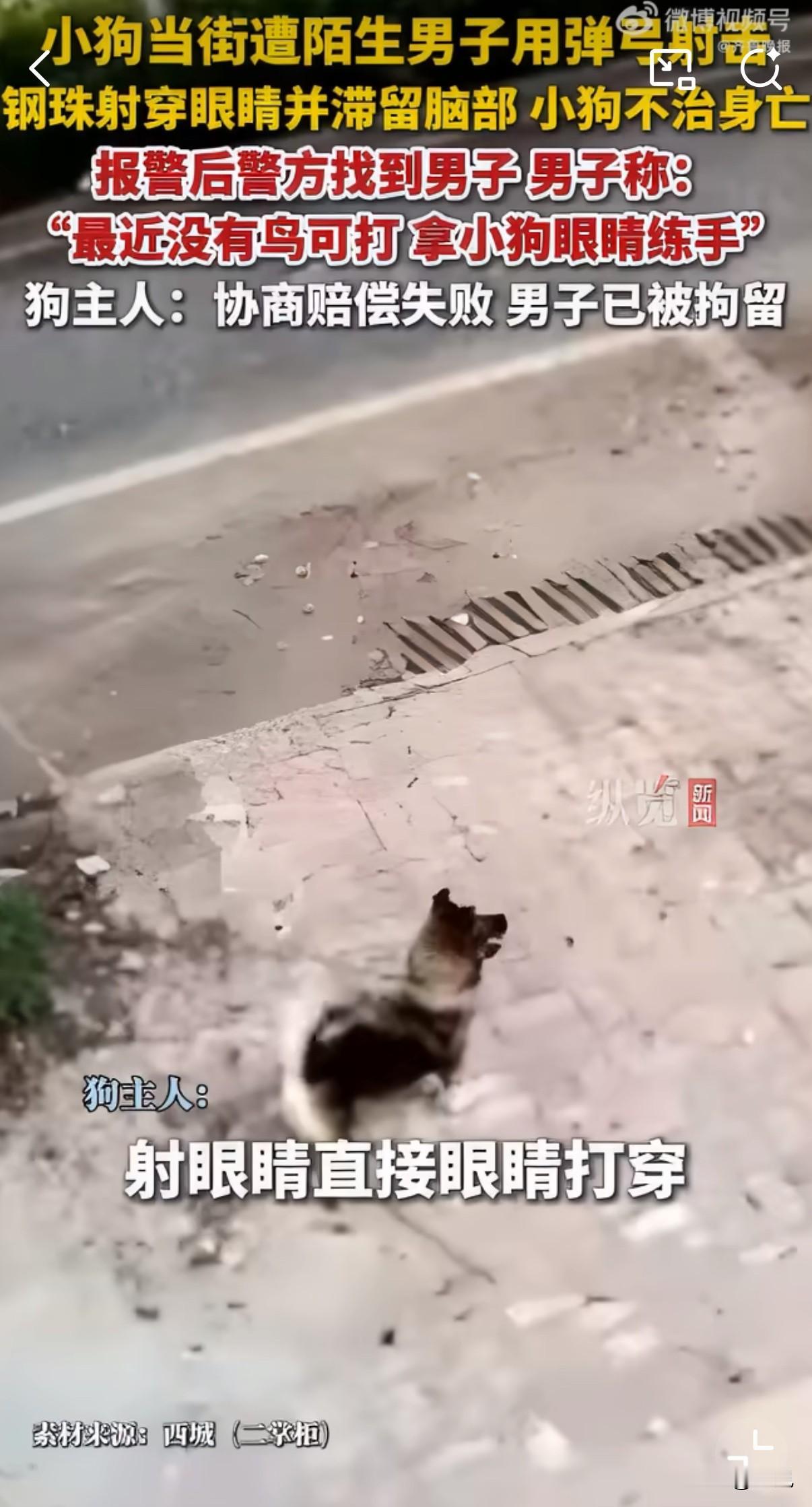 小狗被男子用弹弓射穿眼睛死亡！10月29日广西贵港，一只小狗在街头被陌生男子用