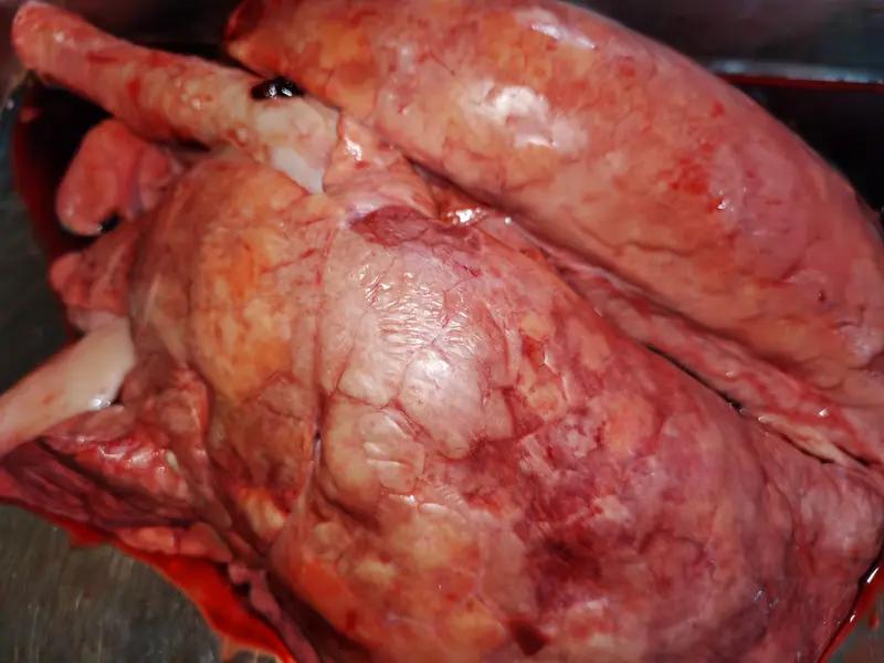 53岁脑死亡男子接受猪肝猪双肾移植53岁脑死亡男子接受猪肝猪双肾移植，这事儿太