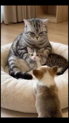 🔥谁懂啊！这跨物种的温柔真的把心都暖化了！小奶狗蹲在猫窝旁，圆溜溜的眼睛