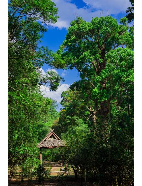 云南旅游，🍃魅力普洱打卡攻略！