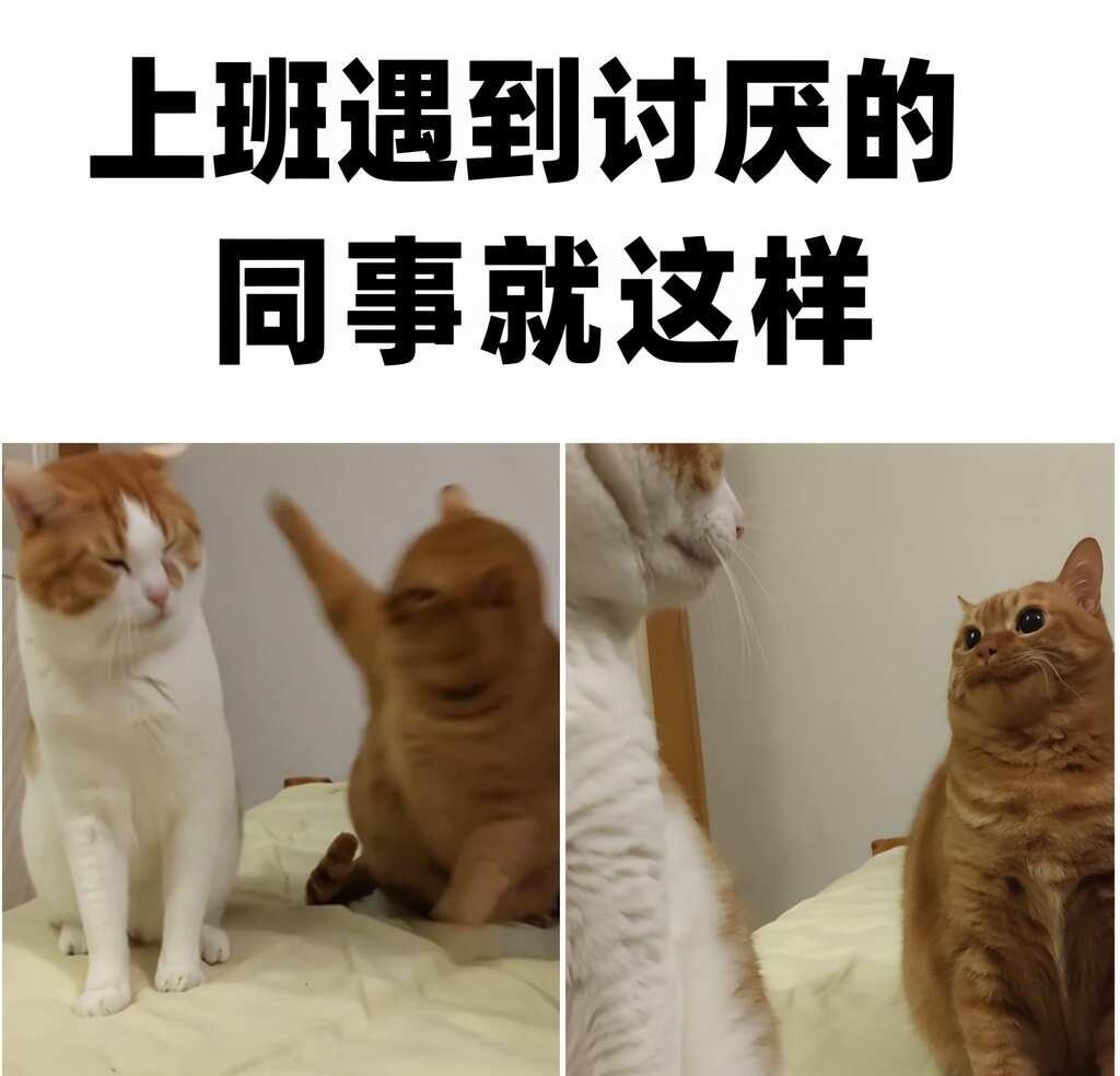 一些毫无意义但对心灵很友好的meme梗图meme猫
