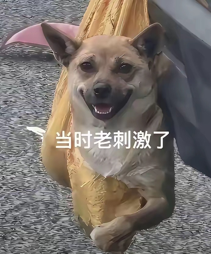 这只狗看这样子，上辈子估摸是立下了什么不得了的无敌功劳。