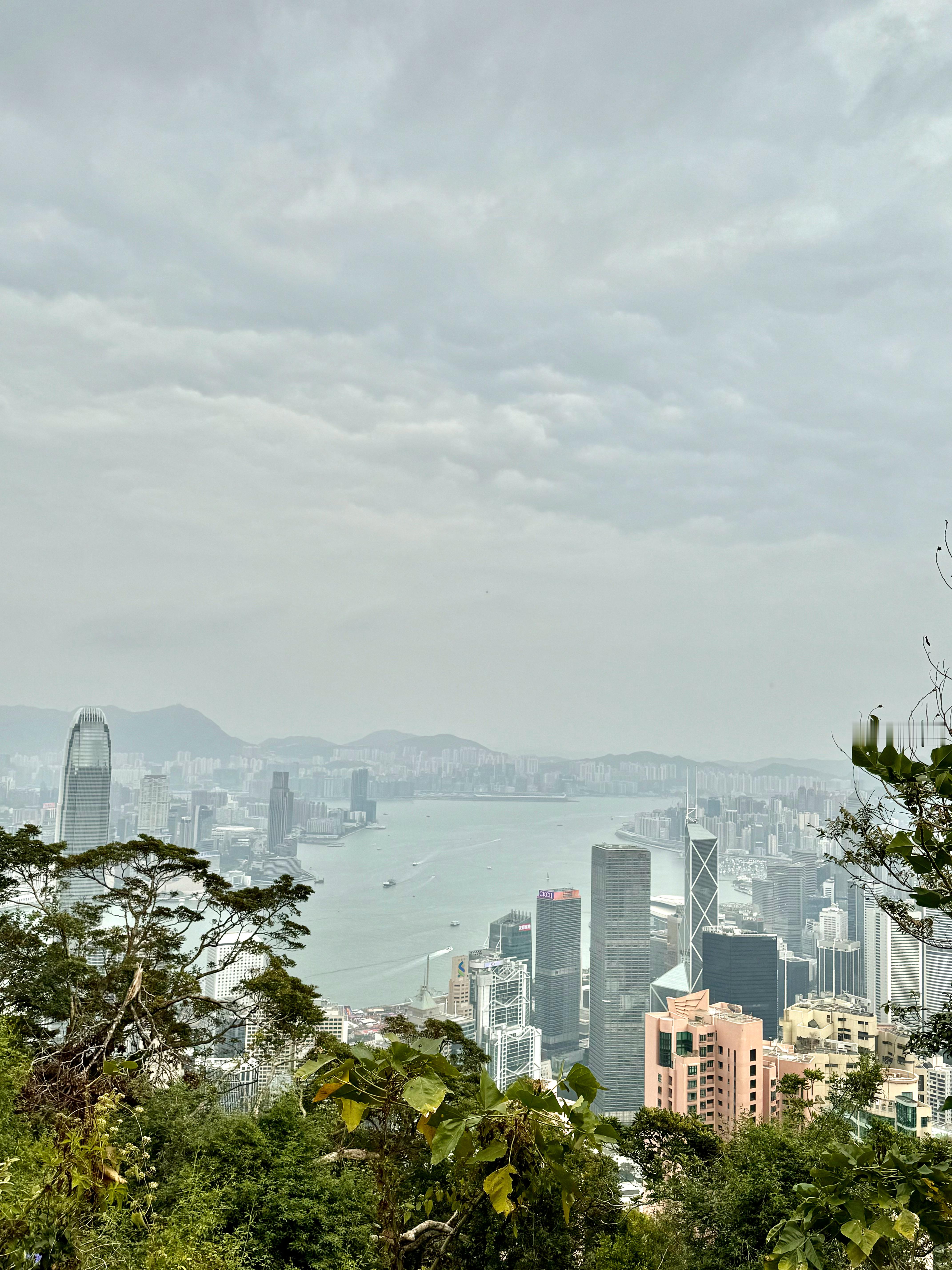 新年第一天：登高一路撸狗狗🐶可爱鼠了啊啊啊啊香港·太平山顶
