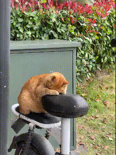 被这只慵懒的小橘猫狠狠萌化！也太会找舒服的位置睡觉了吧！随处可见的电动车后
