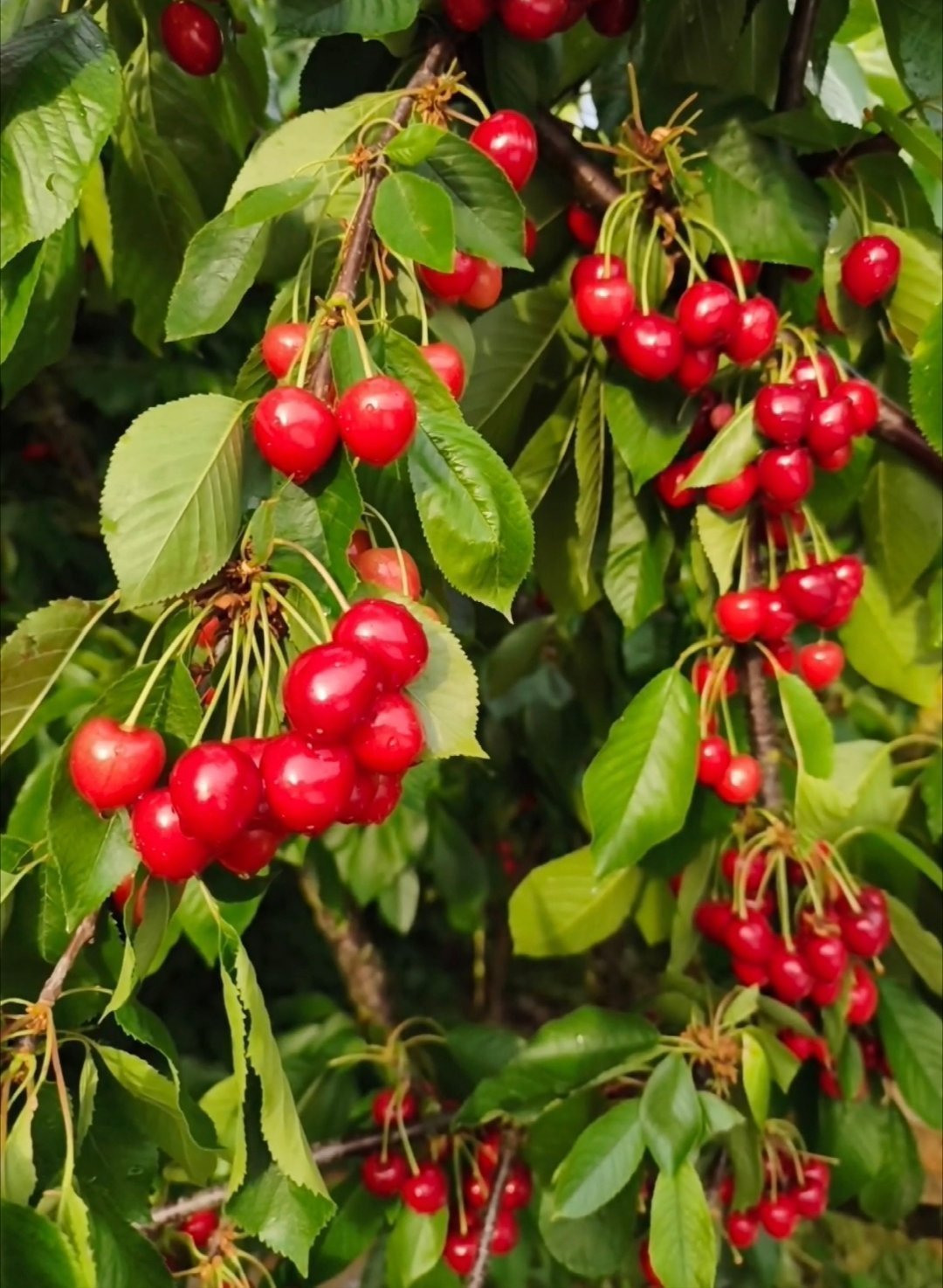 家里的一棵樱桃树🍒丰收了大红甜樱桃来吃啊又到了车厘子自由的季节生活手记德国