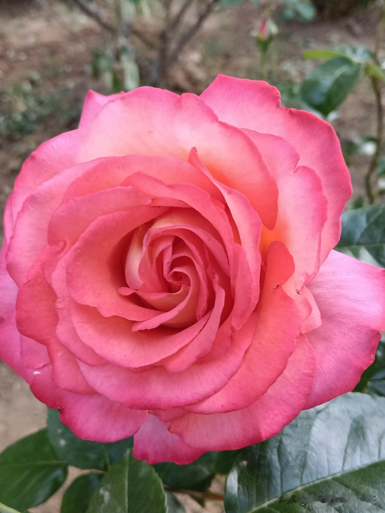 【1.属鼠的——心眼毒、爱算计人2.属牛的——嘴甜心地好、是实在人3