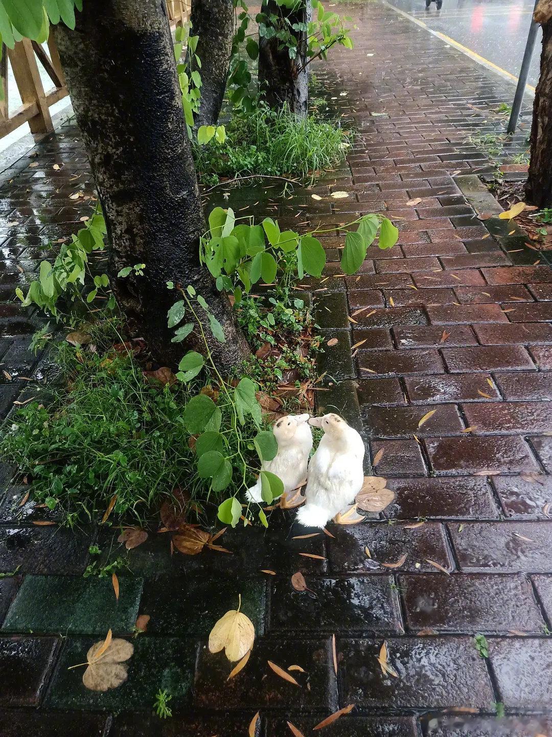 躲雨的小鸭胸肉