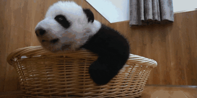 熊猫动图图片大全可爱_皮皮网 熊猫动图图片大全可爱