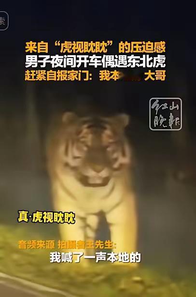 这篇报道讲述了吉林一名女子在夜晚乘出租车回家时，司机在偏远的路段遇到野生东北虎。