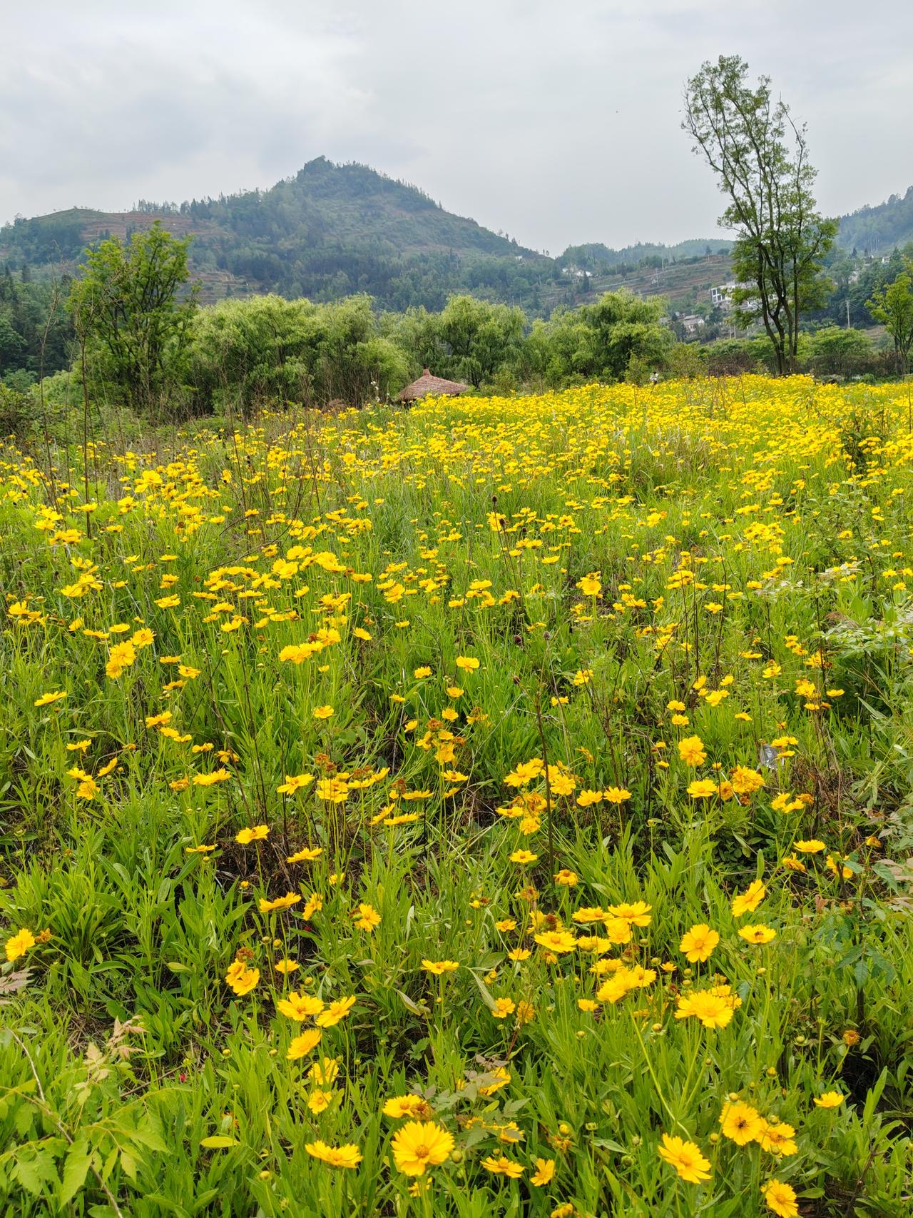 现在的A股，所以的资金都跑去玩科技，机构更是抱团疯狂炒作，一批接一批，抱团到了极