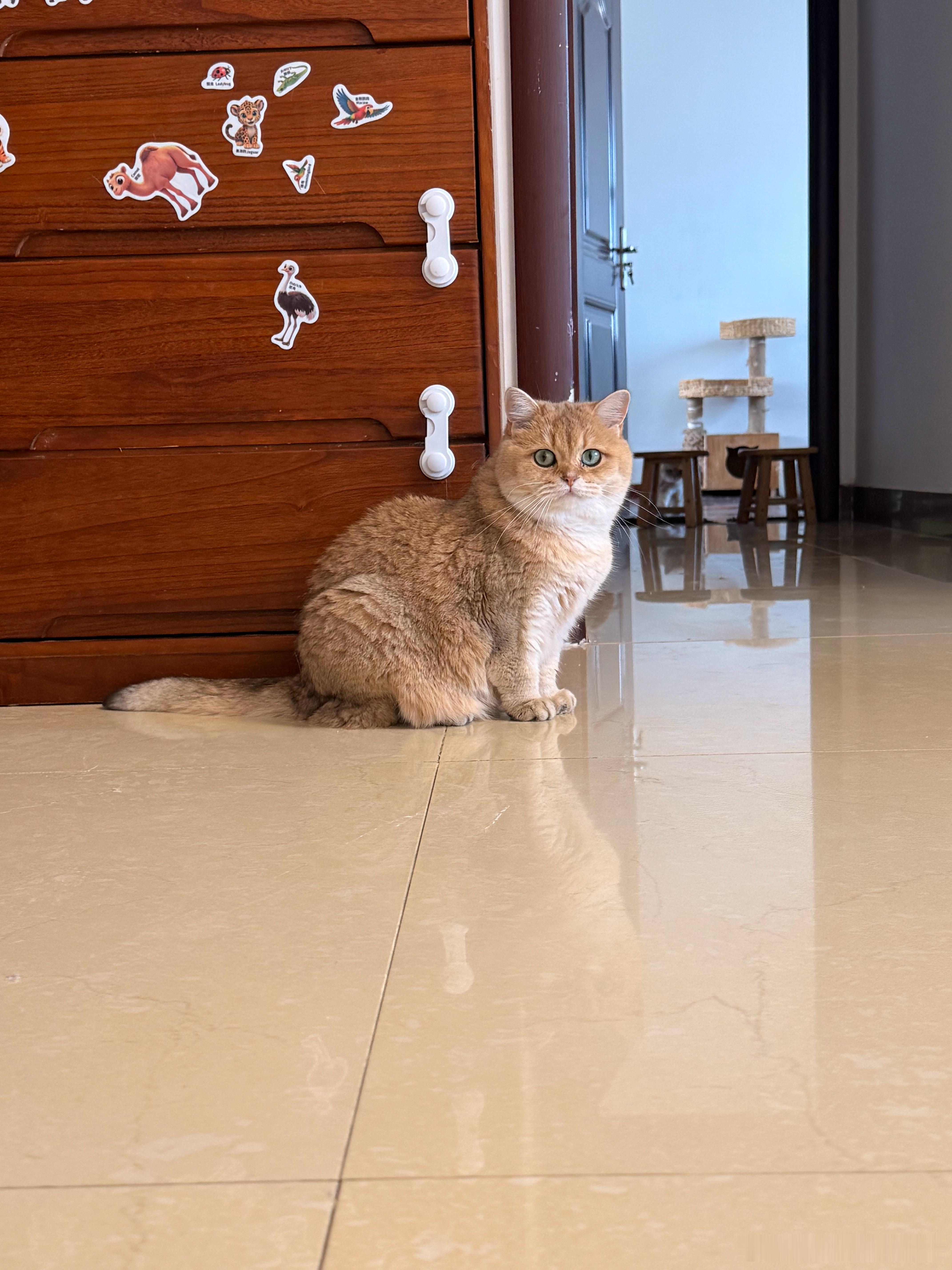 小黄圆萌宠猫咪​​​