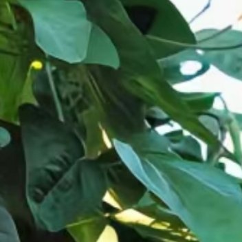 种植💚微公益豆角的种植方法简述如下：一、选地与整地：选择土层深厚、肥沃疏松
