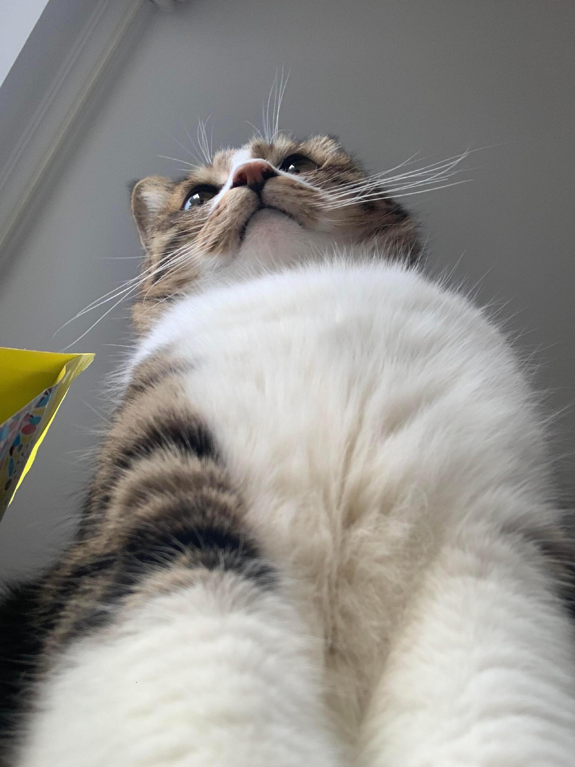 人，累了可以来靠下猫的胸膛