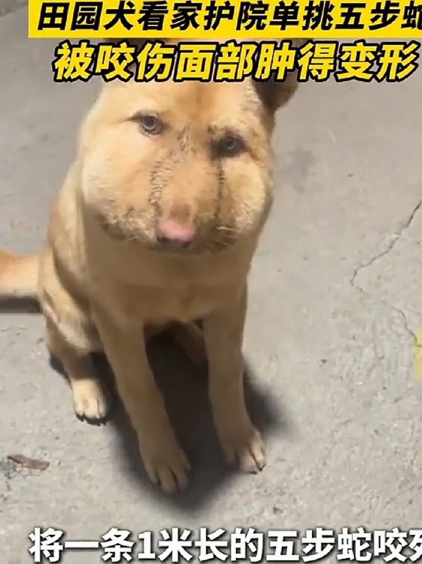 近日，湖南邵阳农家小院，家里的养的田园犬大黄不断的狂吠，狗主人去看究竟发生了什么