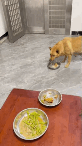 狗狗的的心里装满了主人……感觉把它放在桌下吃饭都有点对不起它一样…