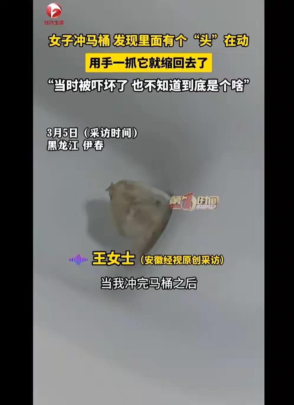 3月5日，据媒体报道，黑龙江伊春的王女士冲马桶时，发现有异物冲不走。她凑近查看仍
