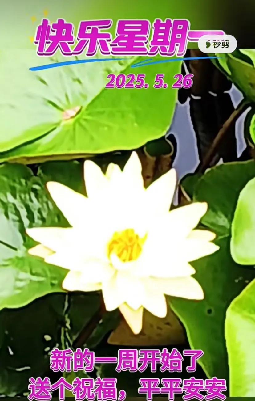 紫色花海下的美好祝愿，祝你新的一周快乐无忧！