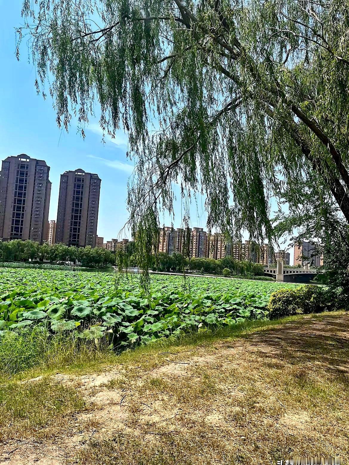 傍晚在小城广场碰见表姐家孩子，低着头嘟囔“没考好”。转头表姐却一会儿说375，