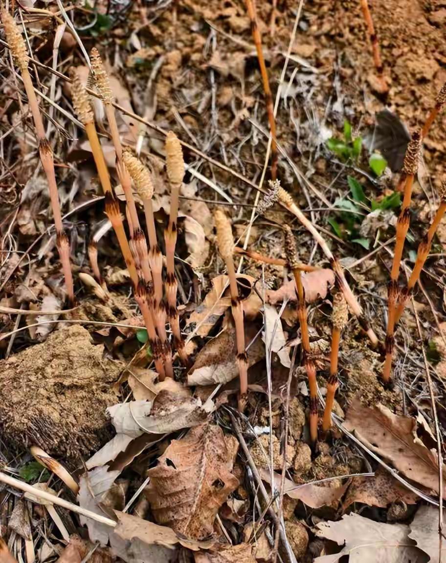 8岁男童爬山识“寻金草”，庄河山地或藏金矿？4月16日，辽宁庄河大营镇的一座