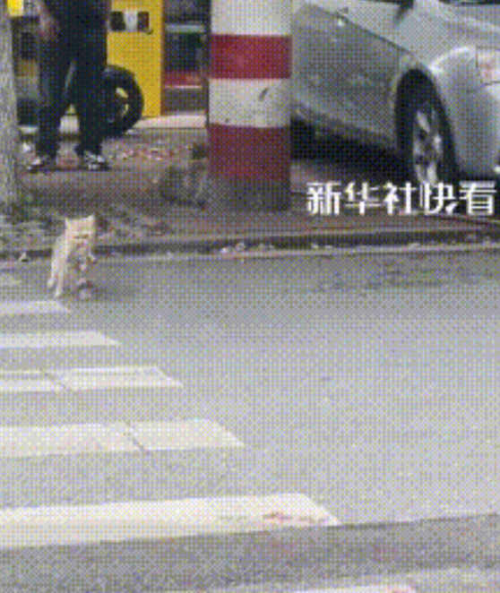 流浪猫妈妈叼着孩子，径直走向经常喂它的店铺主人，猫妈妈在店铺主人跟面前放下孩子，