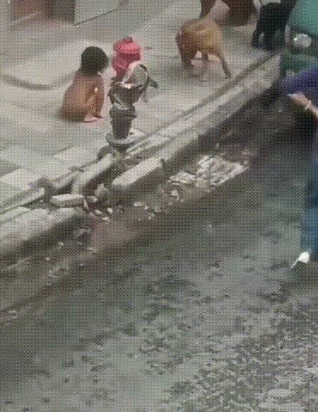 养过小狗的都知道，狗狗站立的时候手是下垂的，能看到孩子是能够完整站立，不过