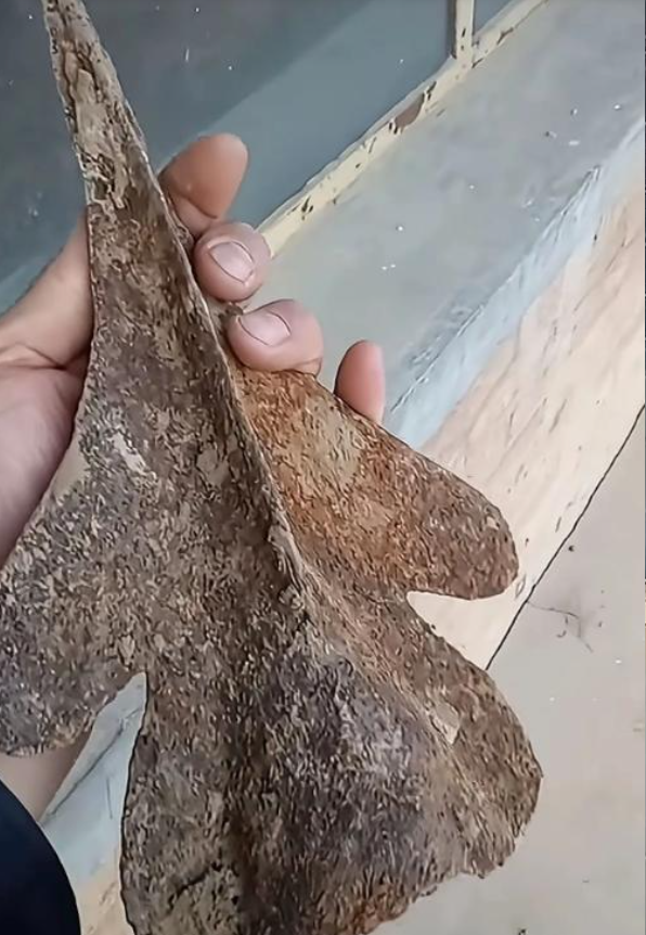 听说这就是歼20小的时候吗？