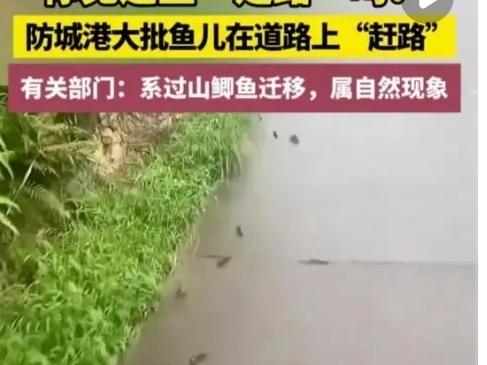 过山鲫在路上“排队赶路”，这真的是地震的神秘预警吗？5月16日，广西防城港的