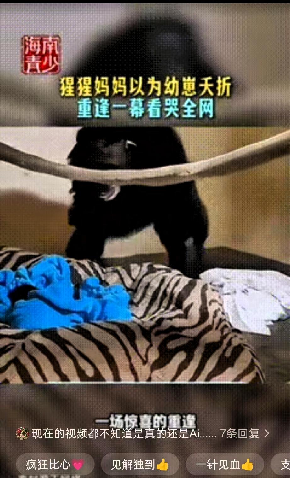 “瞬间破防了！”动物园里一只母猩猩分娩后，以为自己的孩子没能活下来，黯然离开了。