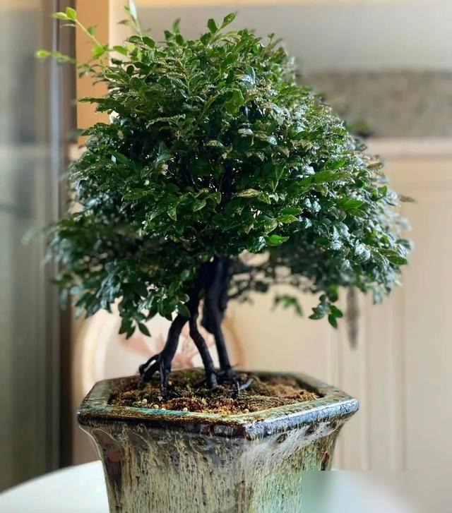 谁不想家里有盆能传代的“活宝贝”啊！最近刷到好多人聊“镇宅花”，说罗汉松、小叶紫