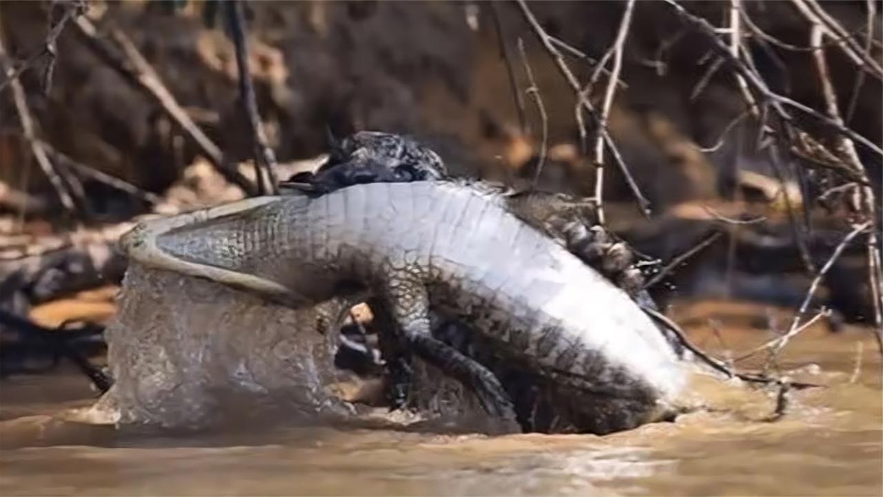 鳄鱼天敌现身！五秒速杀如吃辣条