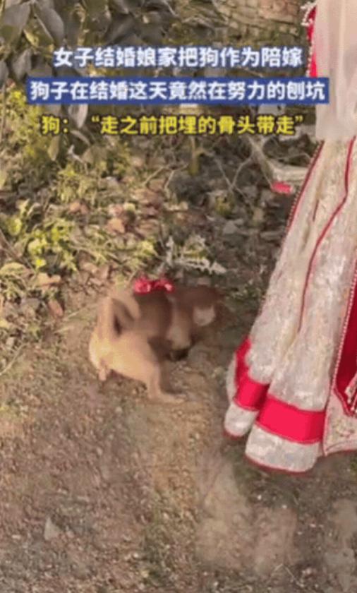 江苏一女子结婚,娘家竟然把狗作为陪嫁,没想到,女子结婚这天,狗子居然完全不理会新