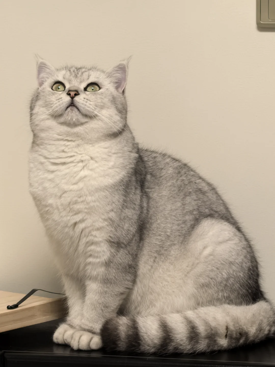 被这小猫硬控了！银渐层