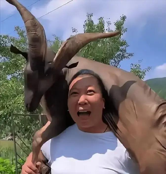 东北雨姐这网红路走得真坎坷，本来火得一塌糊涂，现在却总想卷土重来却老碰壁。去年她