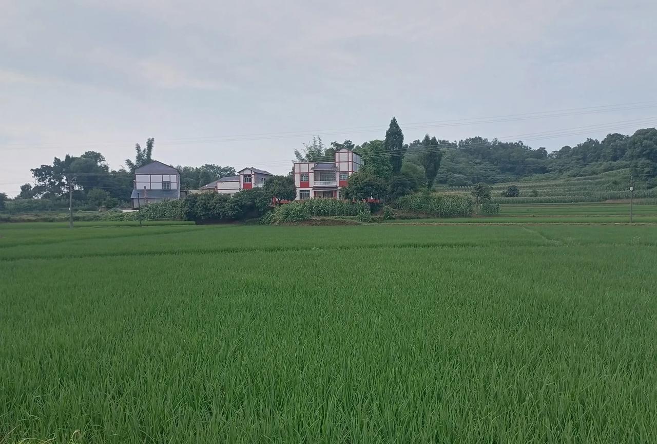 我发现：农村去城里久了的人，真的很难再回到农村。就如同当初知青去农村待久了