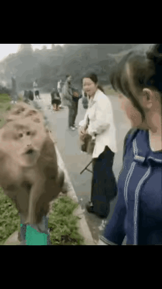 景区内一只猴子拉着一名女子白嫩的小手，放到嘴边亲了一口，被女子朝脸扇了一个大比兜