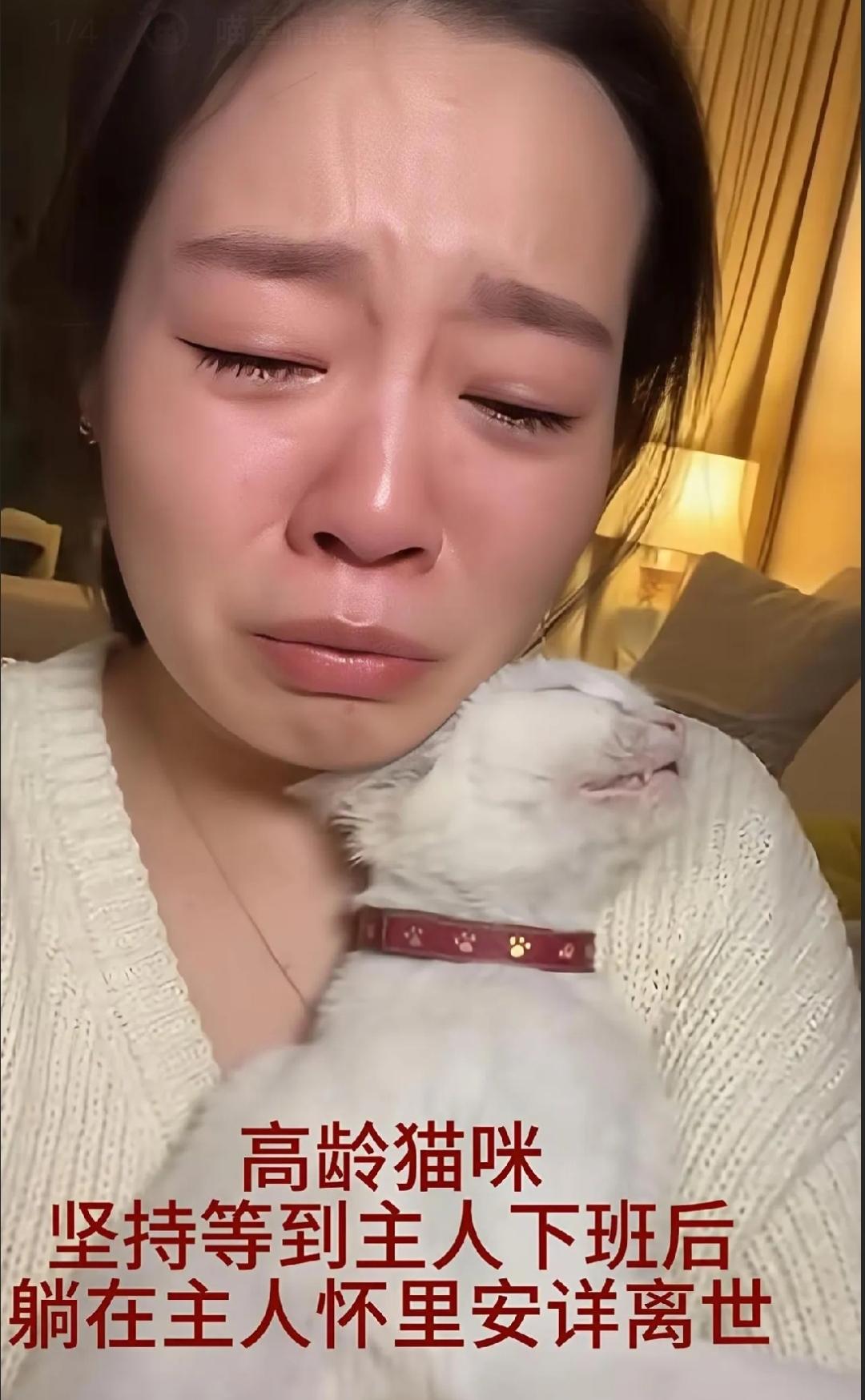 原来动物真的是有灵性的!最近网上一女孩分享自己家老猫咪去世的视频，引发热议自