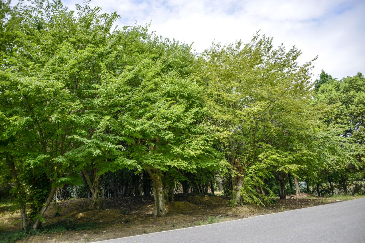 珍贵树种苦槠、红豆树、青冈栎、红豆杉、七叶树、铁树、金钱木（柞木）、椤木