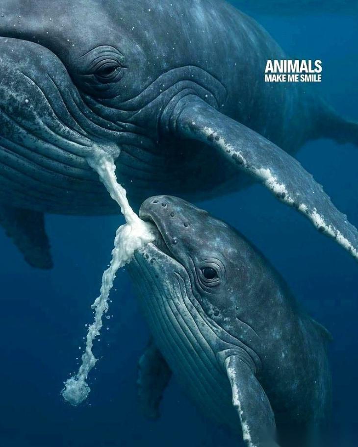 你知道鲸鱼宝宝怎么喝奶吗？鲸鱼妈妈，是直接把奶挤在海水里的。 这事听上去