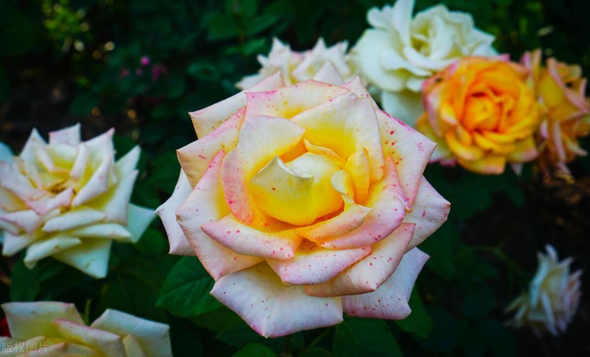 人生总有一些痛，只有自己懂；总有一些伤，只有自己明。不是所有的人都能在原地等你，