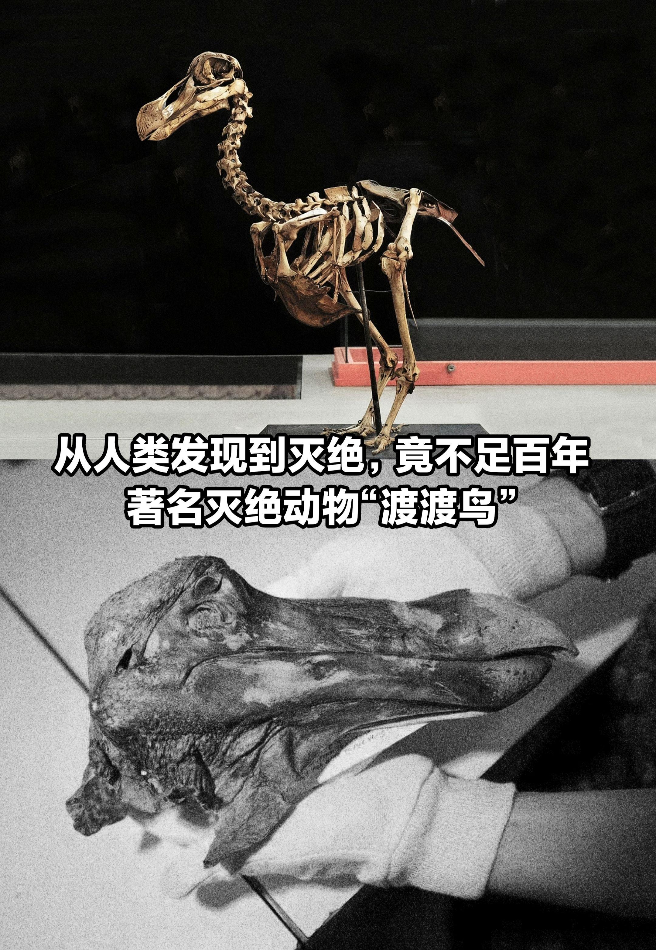 渡渡鸟从人类发现到灭绝，竟不足百年！