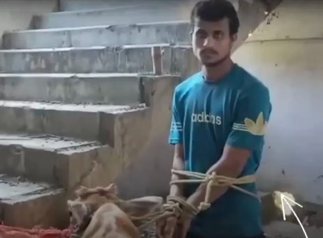 印度异闻录:男子捆绑性侵母牛被当场逮住阿萨姆邦的恰伊冈，一个男人本周二被警方