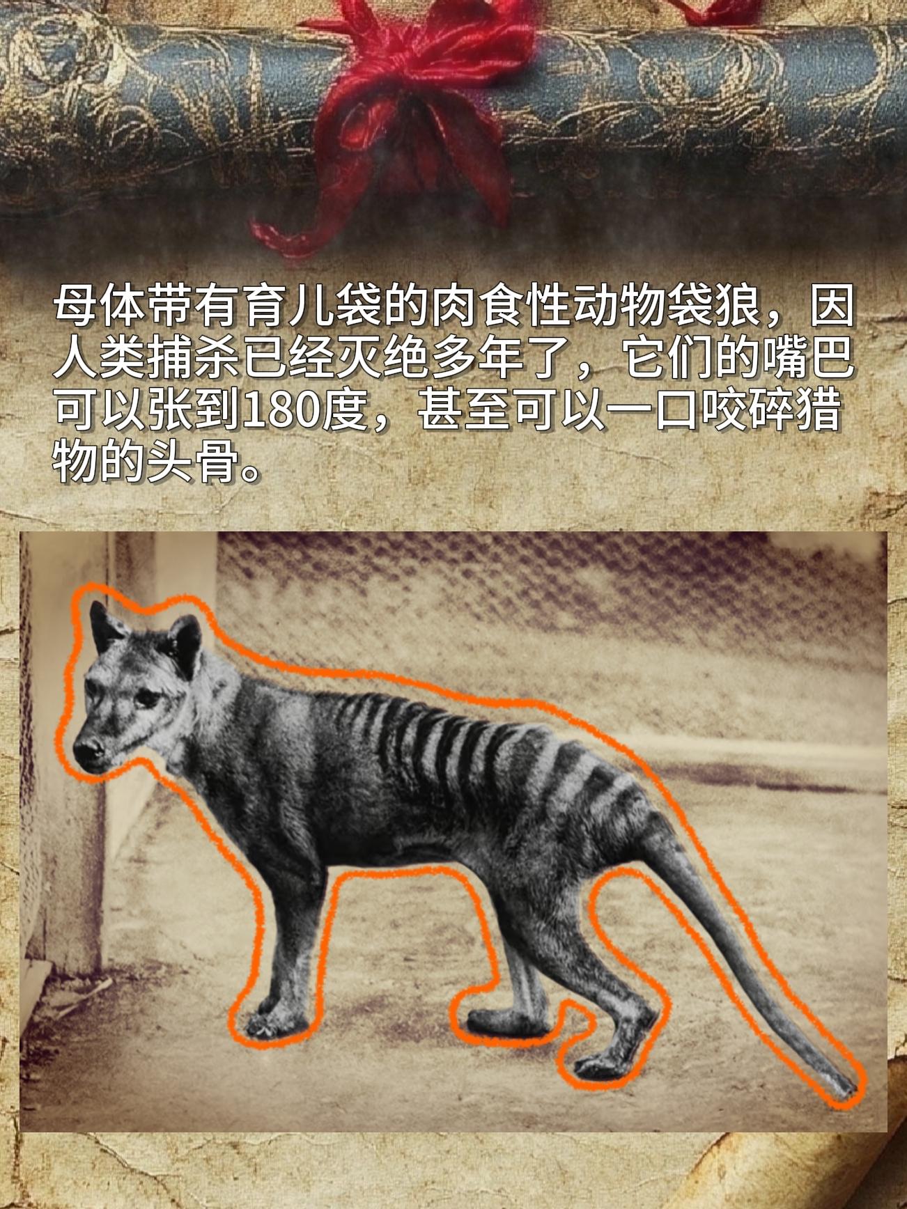母体带有育儿袋的肉食性动物袋狼，因人类捕杀已经灭绝多年了，它们的嘴巴可...