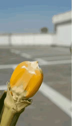 没错，我就是玉米侠！