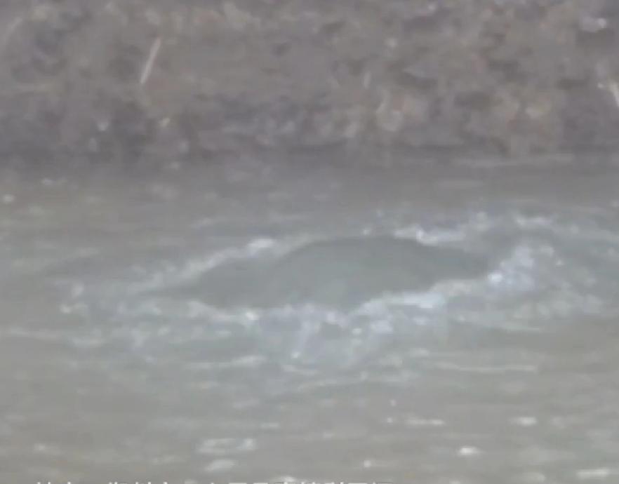 这个真的是天降横财呀河南郑州二七区，贾鲁河源头30年没有任何迹象的泉眼，竟然冒