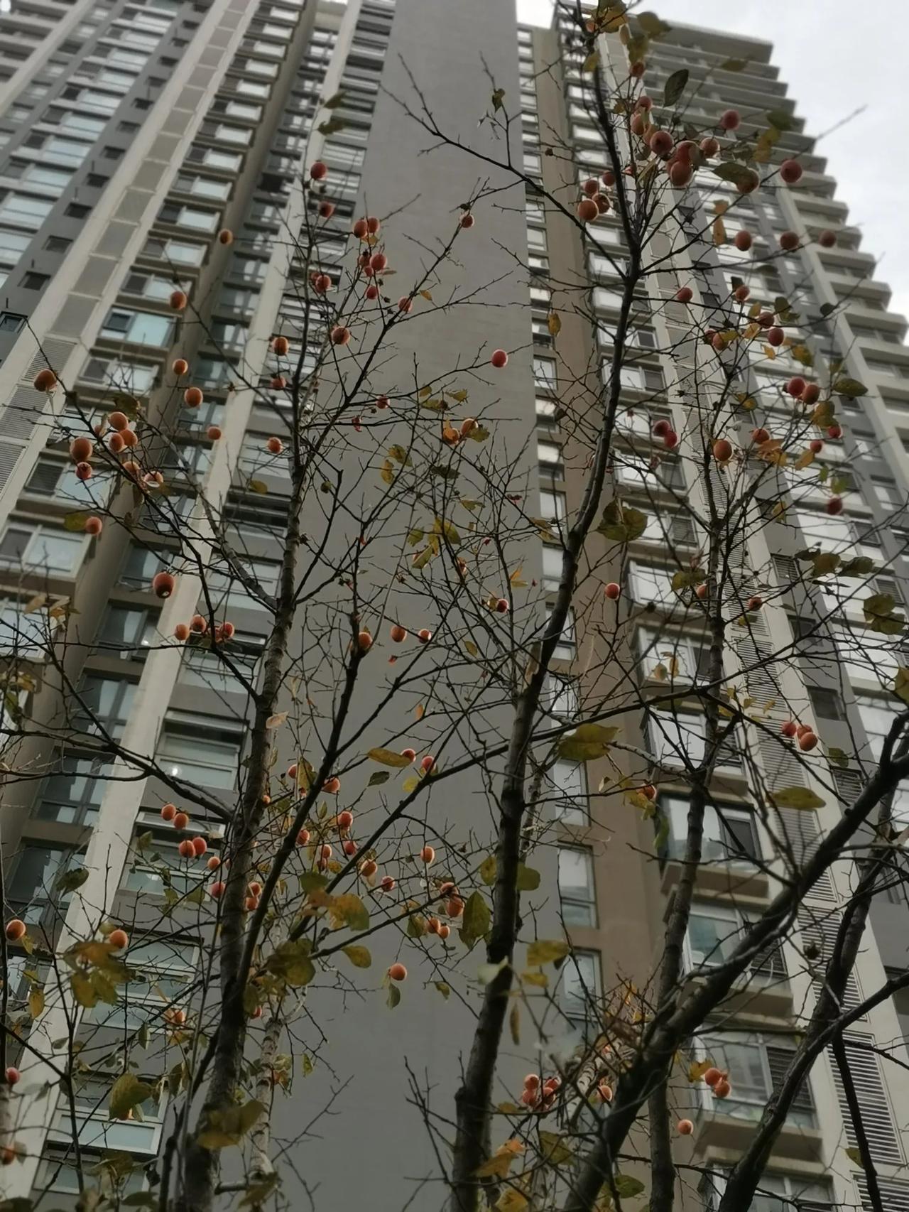 济南泰安双城融合发展没希望了看看济南都市圈规划，原来还是南部净土，北部启航，